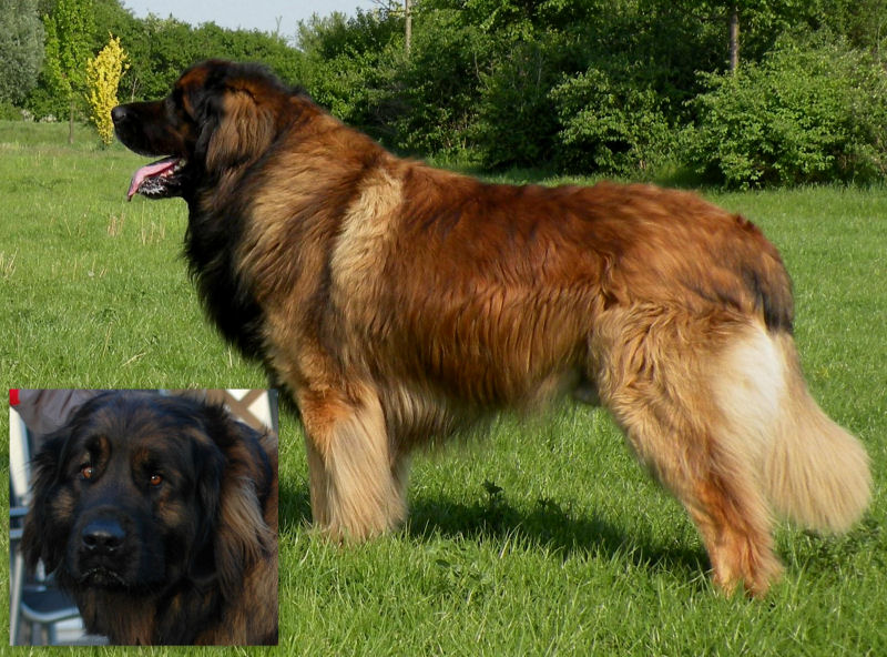 Forrest_Leo_vom_Jerichower_Land1.gif (145786 Byte)